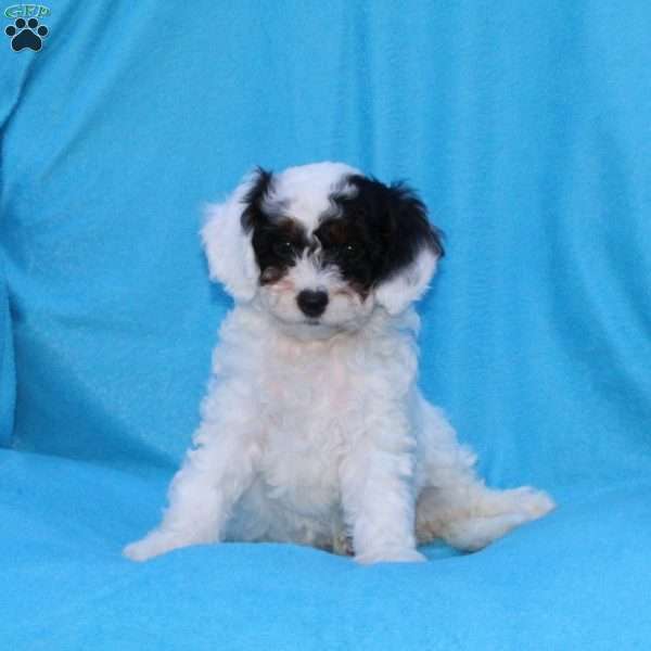 Sparky, Cockapoo Puppy